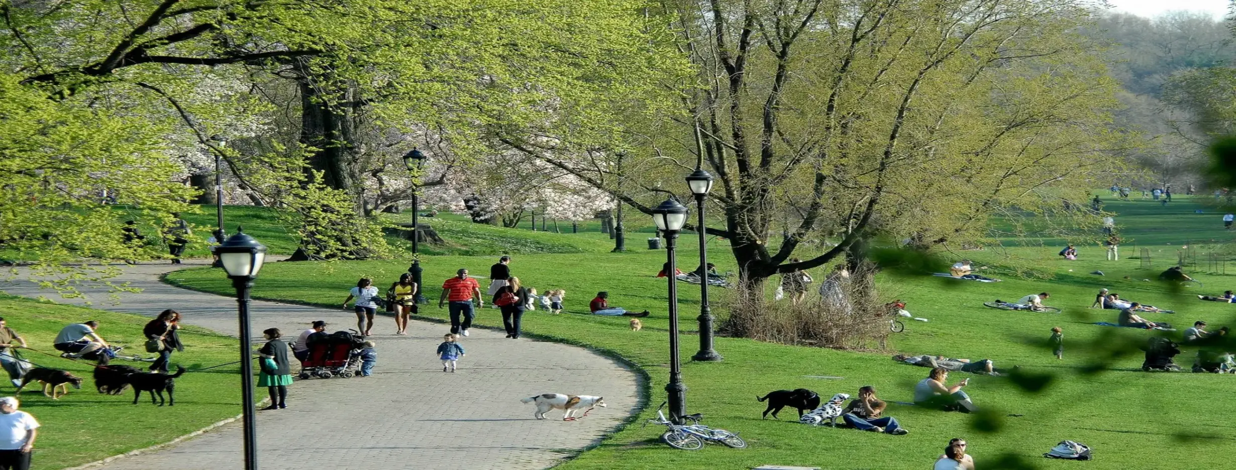 Image for Enjoy Parks